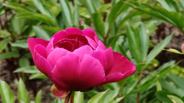 Bahçedeki güzel pembe lale