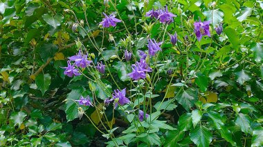 Güzel botanik fotoğrafı, doğal duvar kağıdı.