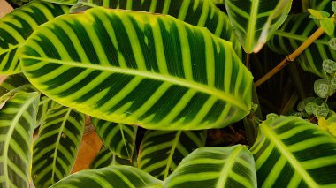 yeşil bitki yaprakları, doğa bitki yaprakları