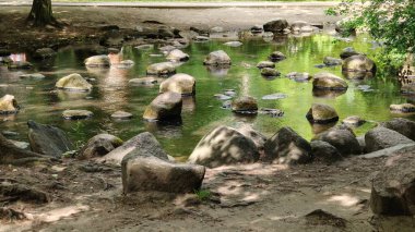 Ormanda küçük bir şelale