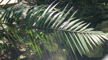 Bahçede yeşil yapraklar