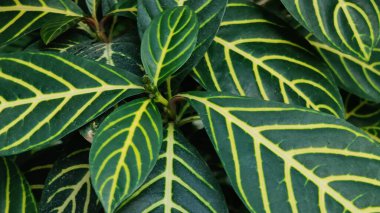 Doğadaki tropikal bitki