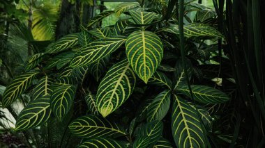 Güzel yeşil tropikal yaprakların yakın çekimi