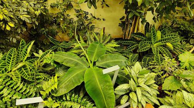 yeşil ve beyaz tropikal çiçekler arka plan