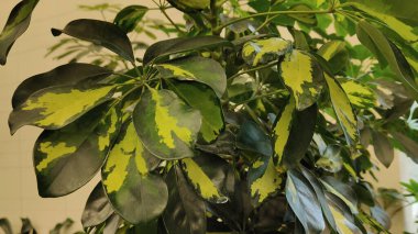 Bahçedeki yeşil bitki