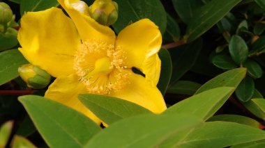 Güzel çiçeklerin manzarası