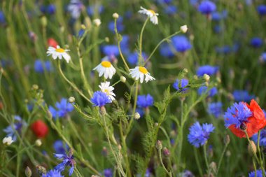 Bahçedeki güzel çiçekler