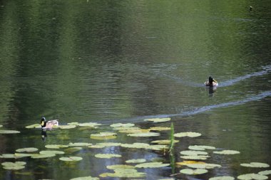Sudaki bir kuşun güzel manzarası