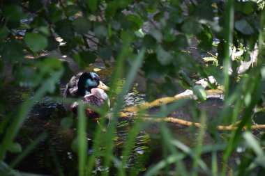 Ormandaki bir kuşun yakın çekimi.