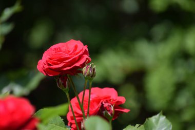 Bahçedeki güzel çiçekler