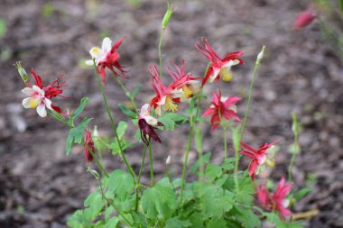 Bahçedeki kırmızı çiçek