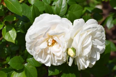 Bahçedeki beyaz güller