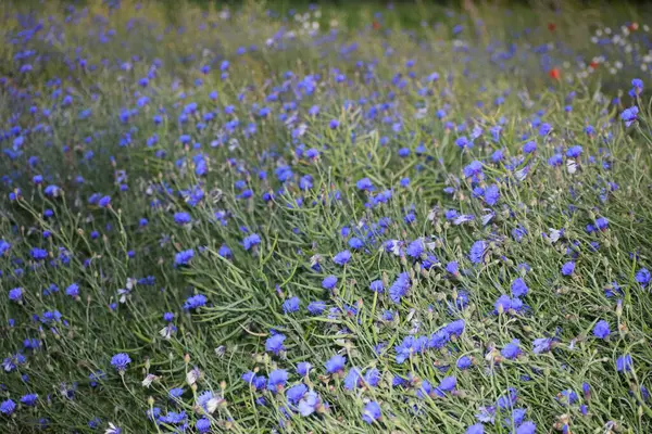 Bahçedeki güzel mavi çiçekler