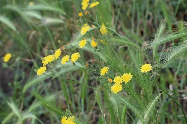 Bir tarlada güzel sarı bir çiçeğin yakın görüntüsü.