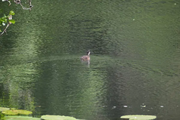 Gölde yüzen bir kuşun güzel bir görüntüsü.