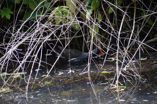 Bataklıkta kara balıkçıl
