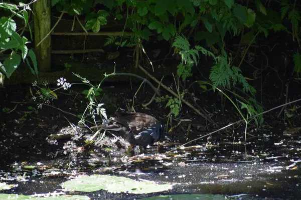 Gölette siyah ördek.