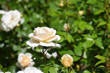 Bahçedeki beyaz güller