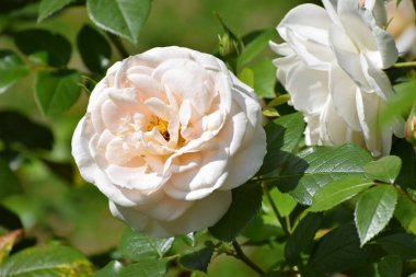 Yeşil arka planda yaprakları olan beyaz gül çiçeği