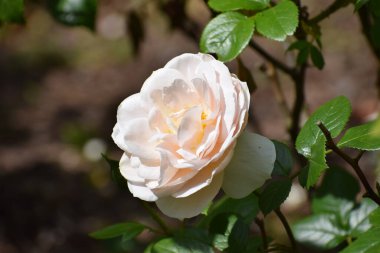 Beyaz bir güle yaklaş.