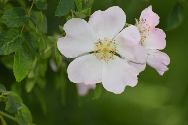 Kapalı - doğadaki beyaz bir çiçeğin