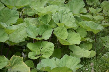 bir bitkinin yeşil yaprakları