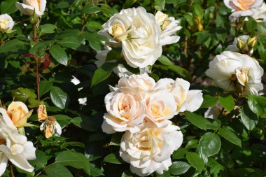 Bahçedeki güzel beyaz güller