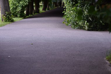 Bahçedeki güzel beyaz güller