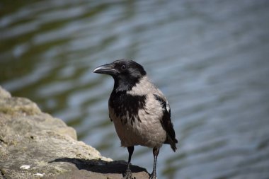 Bahçedeki güzel beyaz güller