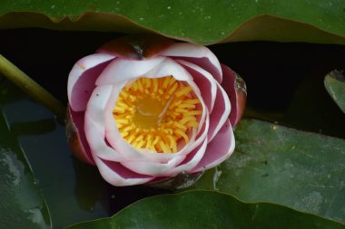 Bahçedeki güzel beyaz güller