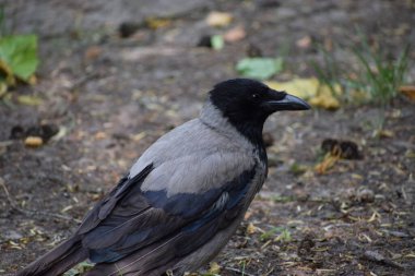 Siyah güvercin yerde.