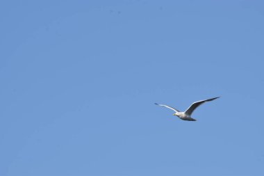 Mavi gökyüzüne karşı uçan martı.