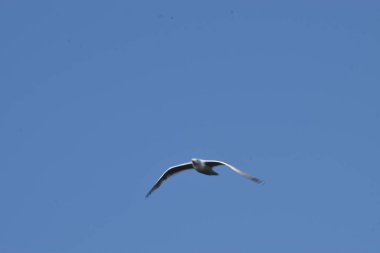 Martı gökyüzünde uçuyor.