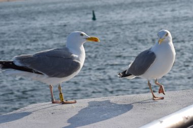 Beyaz martılar ve iki martı denizdeki korkuluklarda oturuyorlar..