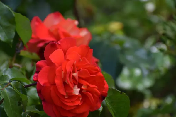 Bahçede güzel kırmızı güller