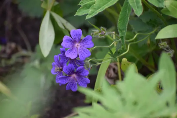 Bahçede büyüyen güzel çiçekler