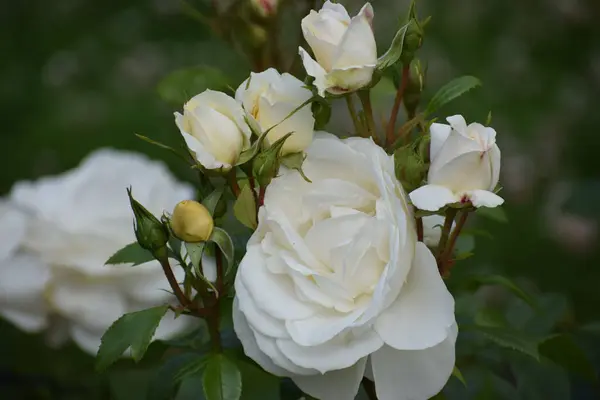 Bahçedeki güzel beyaz güller