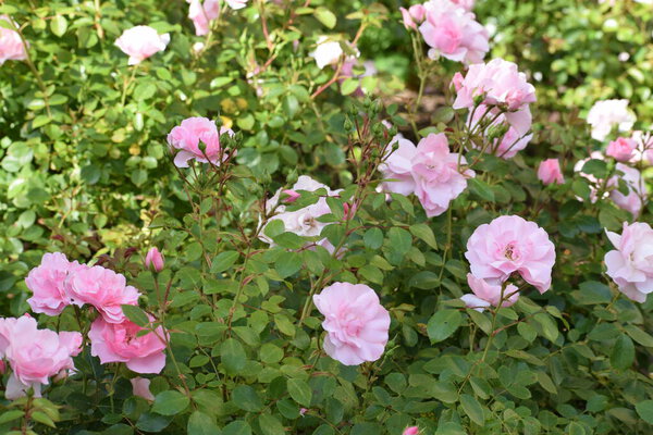 beautiful white roses in the garden