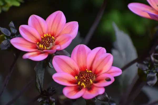 Bahçedeki güzel beyaz güller