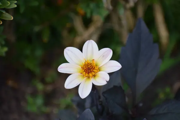 Bahçedeki güzel beyaz güller