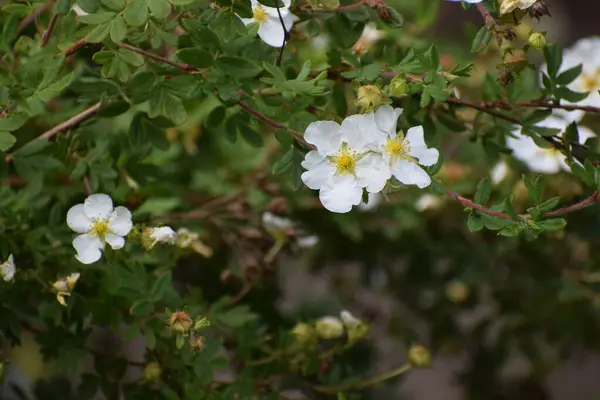 Güzel botanik fotoğrafı, doğal duvar kağıdı.