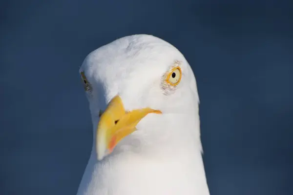 Mavi gözlü bir martının portresi.