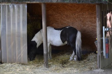 Ahırda bir at.