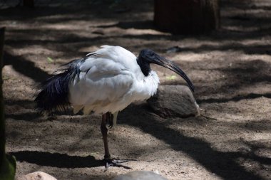 Hayvanat bahçesinde bir kuş