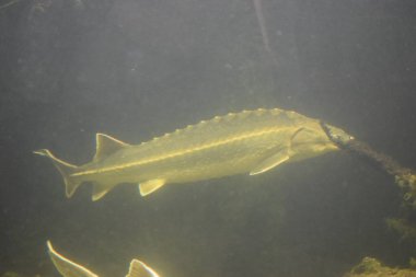 Bir deniz balığının sualtı görüntüsü