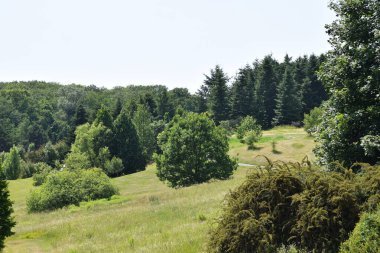 Bir sürü ağacı olan yeşil orman.