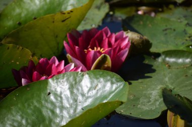 gölette açan nilüfer çiçeğiyakın
