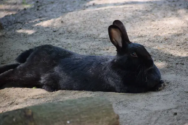 Siyah tavşan yerde yatıyor.