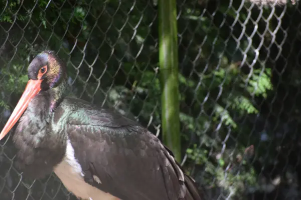 Siyah bir pelikana yakın çekim.