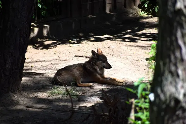Hayvanat bahçesindeki kurt